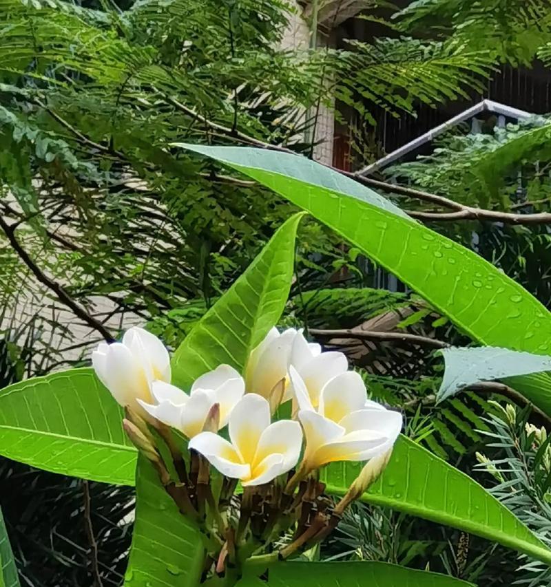 坚强自信的花有哪些？