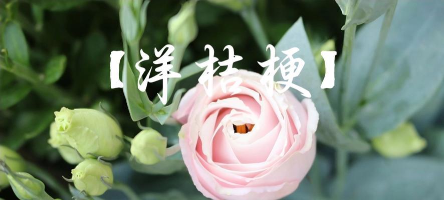 坚强自信的花有哪些？