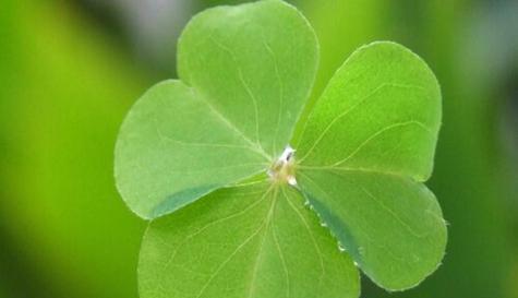 幸运美丽象征的花有哪些？它们如何成为好运的标志？
