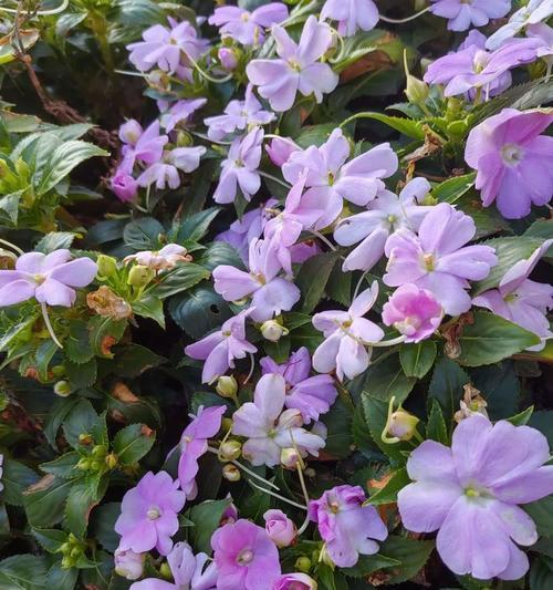 象征重逢的花朵有哪些花？哪些花象征着久别重逢？