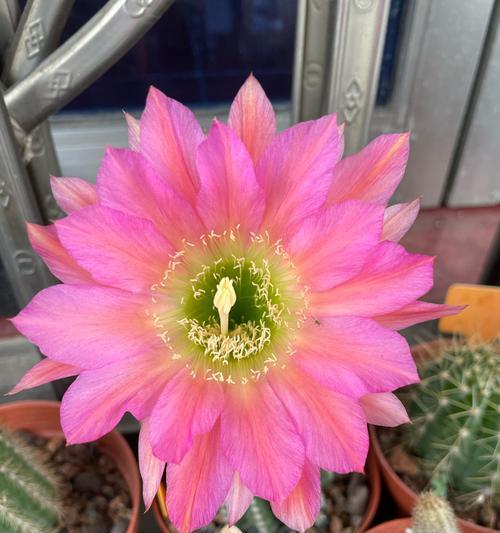 象征重逢的花朵有哪些花？哪些花象征着久别重逢？
