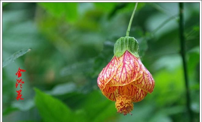 金铃花象征着什么？它的意义是什么？