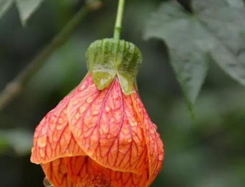金铃花象征着什么？它的意义是什么？