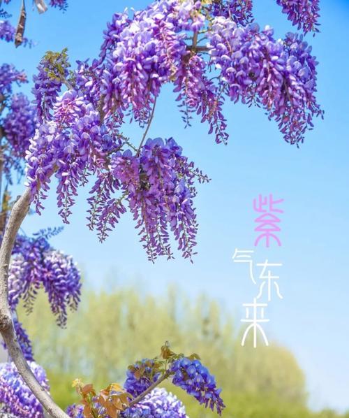 丝藤花的寓意是什么？