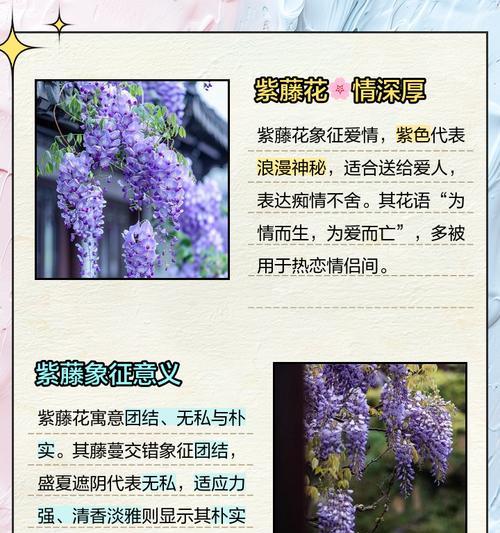 丝藤花的寓意是什么？