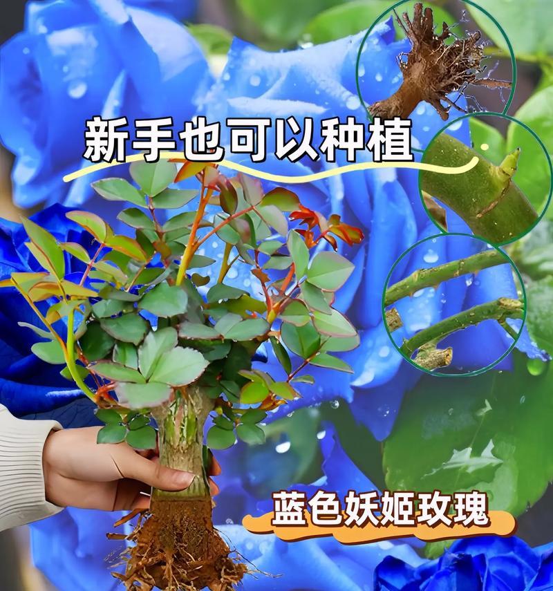 蓝玫瑰花的花语和寓意是什么？