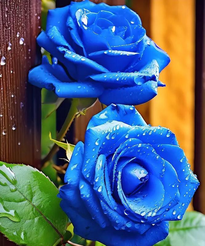 蓝玫瑰花的花语和寓意是什么？