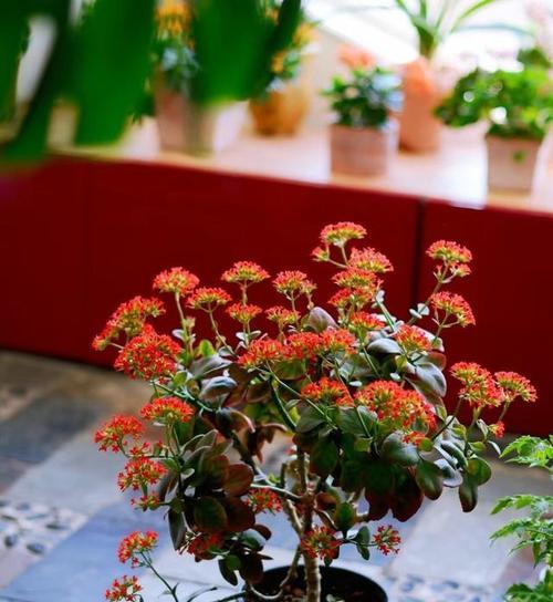 红色的花寓意是什么？它在花卉语言中的热情表达？