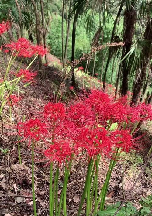 红色的花寓意是什么？它在花卉语言中的热情表达？