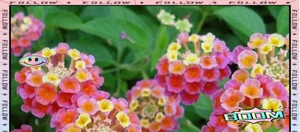 美好花朵象征着什么？它们的寓意有哪些？