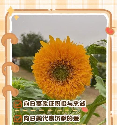 解花语是什么含义？如何解读花语的深层含义？