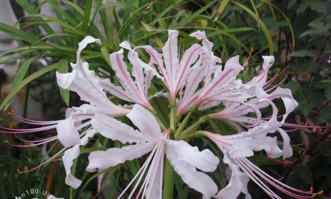 石蒜花有何含义？石蒜花代表了什么？