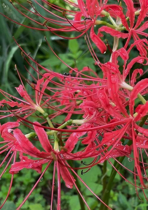 石蒜花有何含义？石蒜花代表了什么？