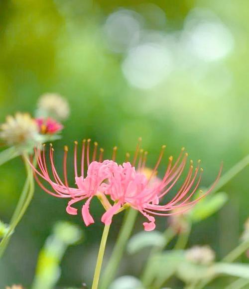 石蒜花有何含义？石蒜花代表了什么？