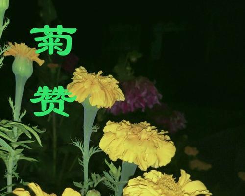 谷底有花的含义和谷底花象征意义是什么？
