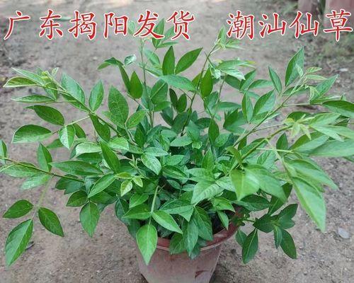 潮汕春草花代表了什么？潮汕春草花在地方文化中的象征意义是什么？