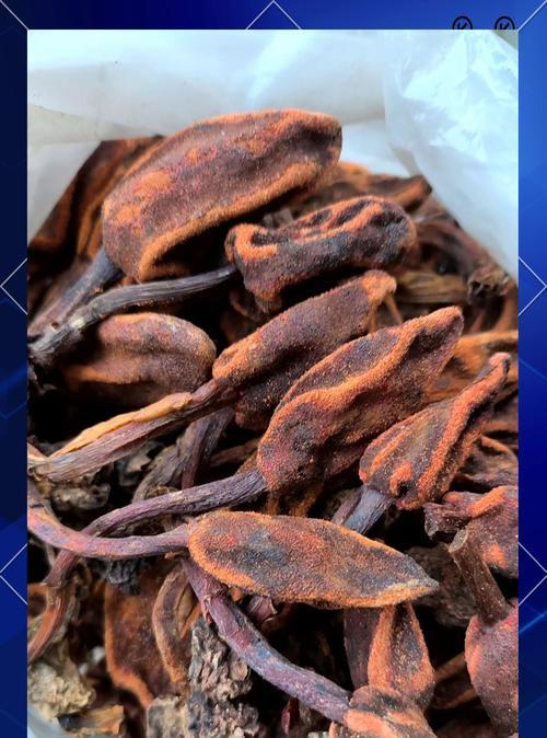 潮汕春草花代表了什么？潮汕春草花在地方文化中的象征意义是什么？