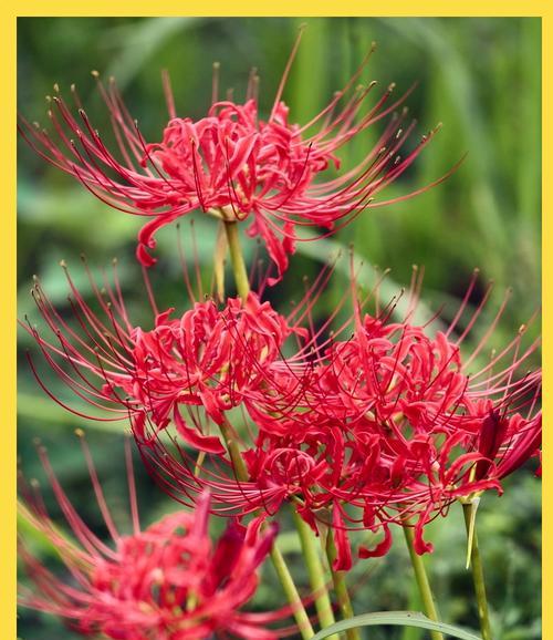 花高参走有何特殊寓意？在传统仪式中花卉的意义是什么？