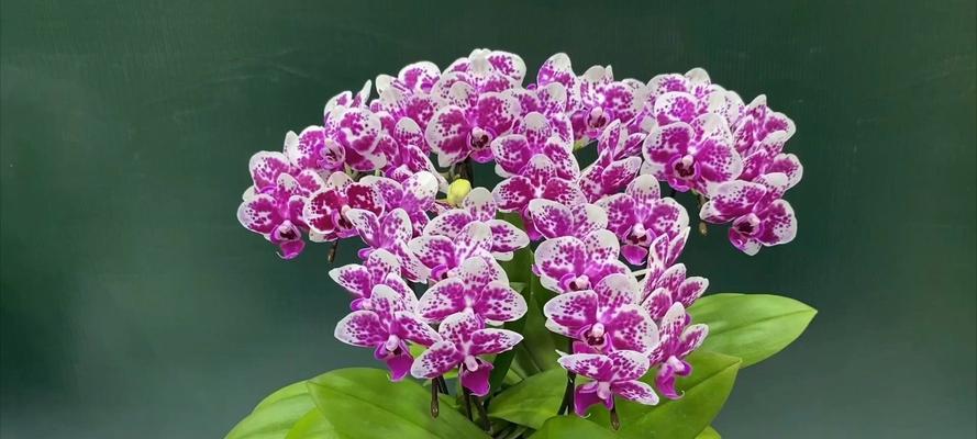 永不后悔的花有哪些象征？这些花代表了什么？