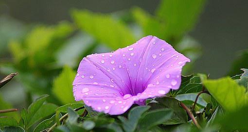 代表自信和希望的花有哪些？它们各自代表什么？