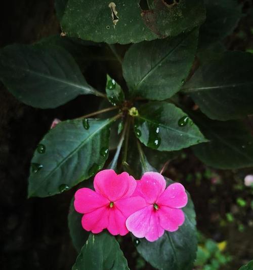 代表自信和希望的花有哪些？它们各自代表什么？