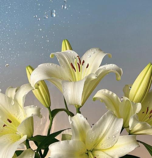 百合花语是什么？纯洁与优雅的象征。