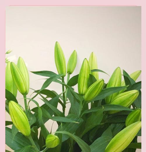 百合花语是什么？纯洁与优雅的象征。