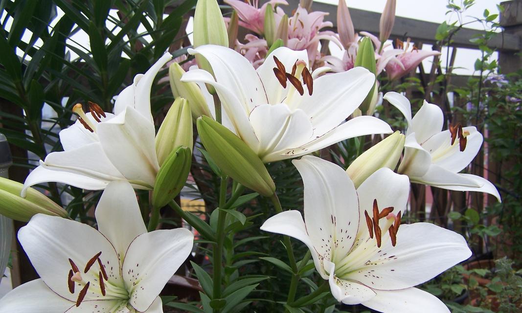 百合花语是什么？纯洁与优雅的象征。