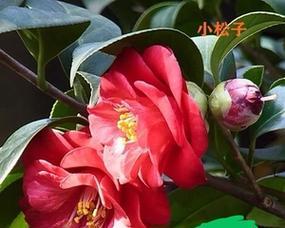 松子花的含义：松子花代表什么意义？