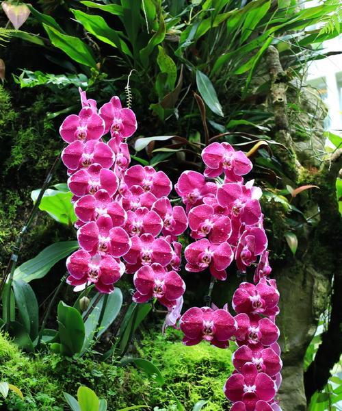 花的植物学含义是什么？花作为植物的含义是什么？