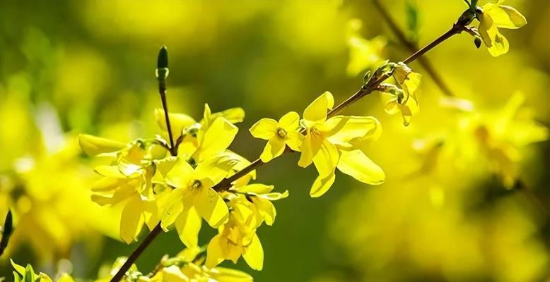 花符号的特殊含义是什么？它在设计中通常象征什么？