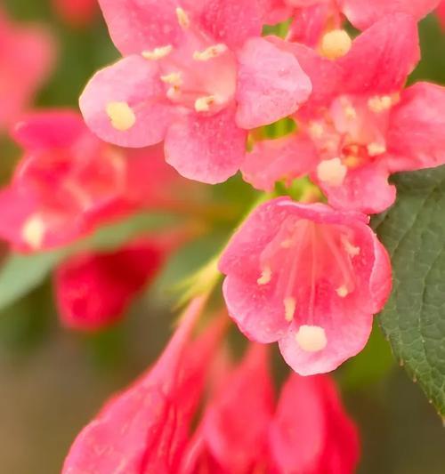 王子花的象征意义和含义是什么？