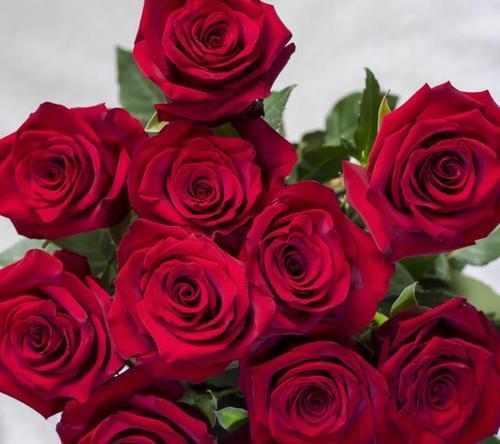折射花的含义是什么？花语中折射花代表什么？
