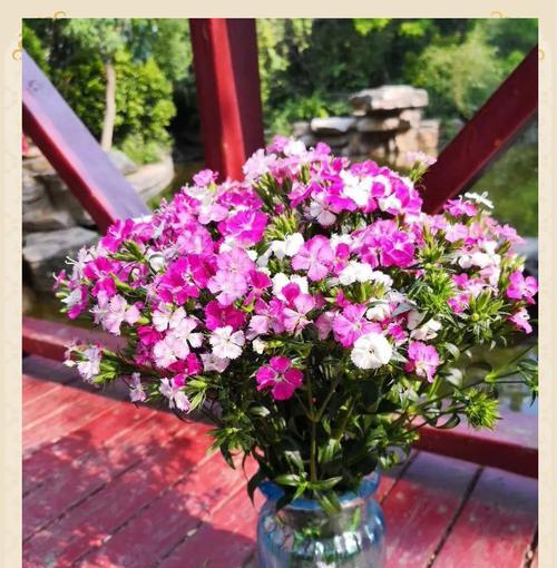 相思花的含义是什么？相思花有哪些，它们的花语是什么？
