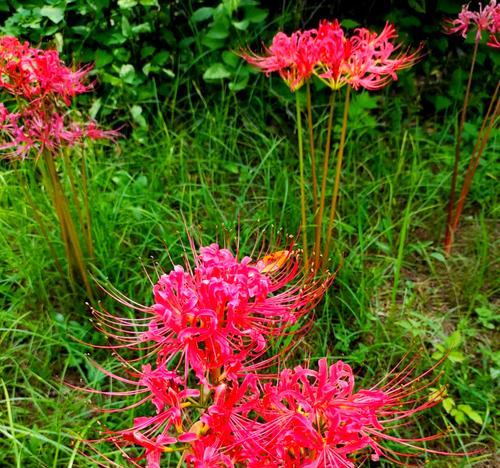 相思花的含义是什么？相思花有哪些，它们的花语是什么？