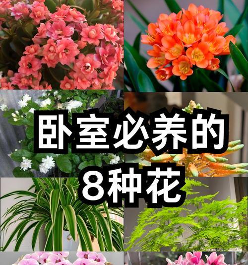 蓝雾花的花语含义是什么？蓝雾花象征着什么？