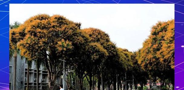 芒果花代表什么？芒果花的真正含义是什么？
