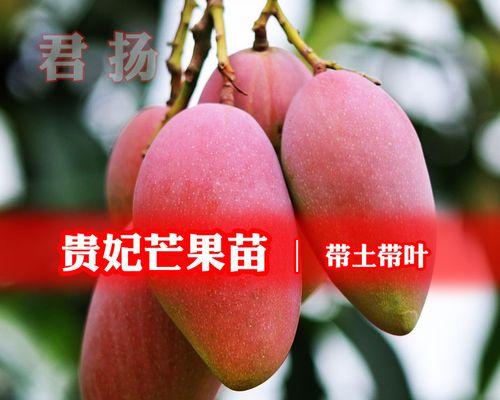 芒果花代表什么？芒果花的真正含义是什么？