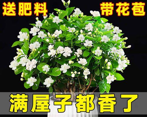 茉莉情花代表什么含义？茉莉花在情感表达中的作用是什么？