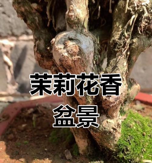 茉莉情花代表什么含义？茉莉花在情感表达中的作用是什么？