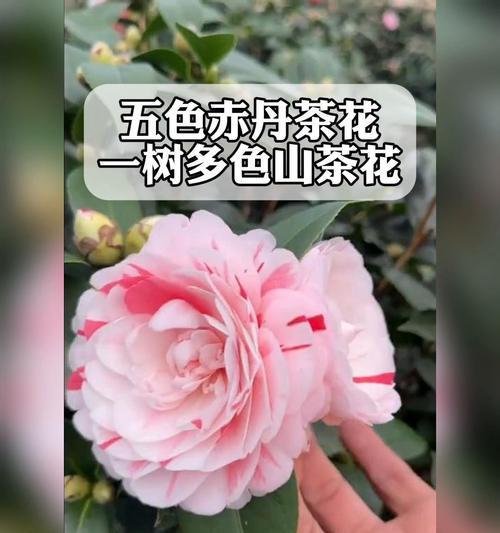 朱砂五瓣花象征着什么？朱砂五瓣花的含义是什么？