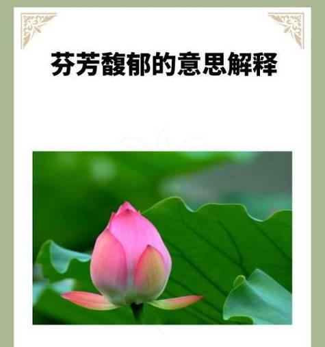 花的象征寓意成语是什么？它们代表什么意义？