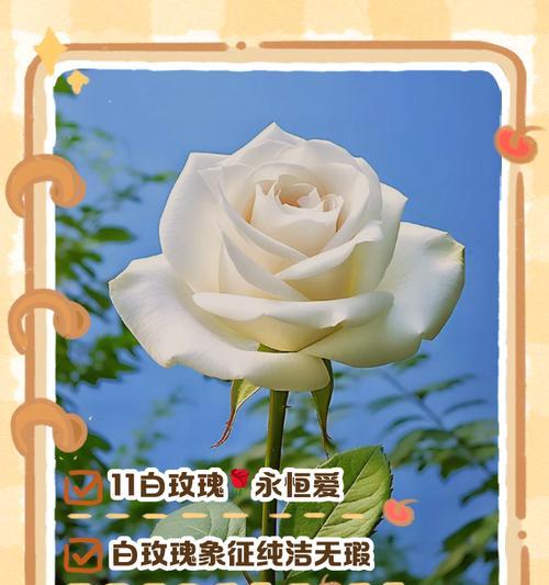 白色花的花语和象征意义是什么？