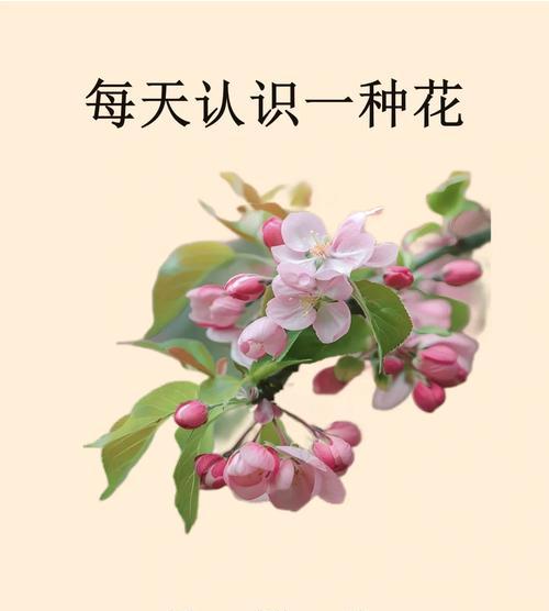 白色花的花语和象征意义是什么？
