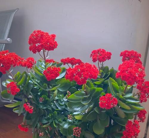 家里摆放什么花有好的寓意？