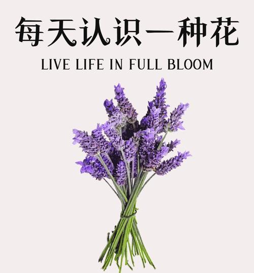有哪些花最香的花语和寓意？香味浓郁的花有哪些美好的寓意？
