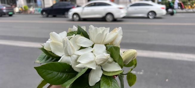 肥仔花在花语中的象征意义是什么？