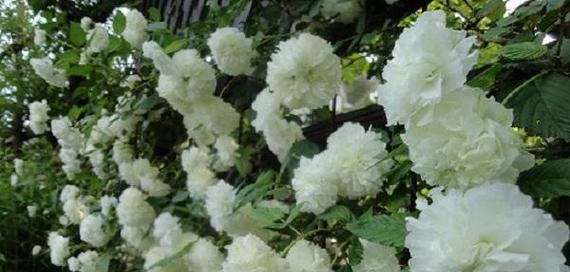 肥仔花在花语中的象征意义是什么？