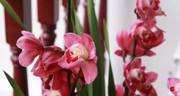 碧玉花的花语有哪些？碧玉花花语有何寓意？