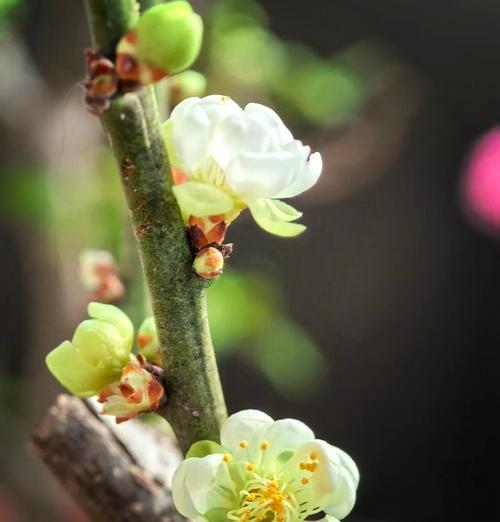 碧玉花的花语有哪些？碧玉花花语有何寓意？